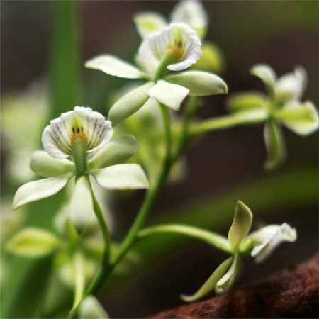 章魚(yú)蘭蟲(chóng)害圖片