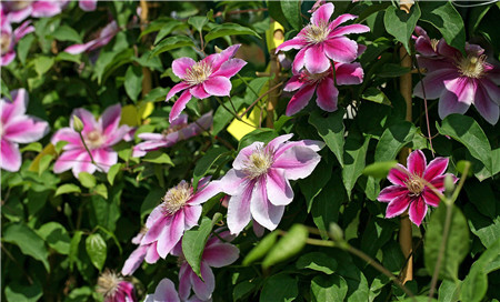 鐵線蓮為什么不開(kāi)花