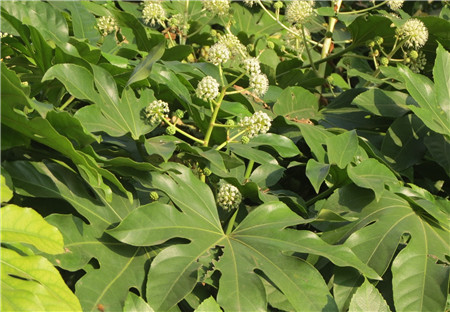 八角金盤的病害——煤污病