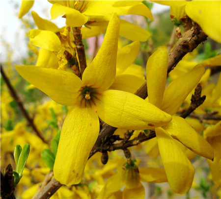 連翹的反季節(jié)開(kāi)花