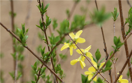 連翹為什么可以反季節(jié)開(kāi)花