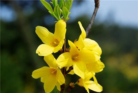 連翹反季節(jié)開(kāi)花的危害