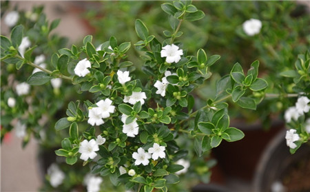 六月雪養(yǎng)護不當黃葉掉葉