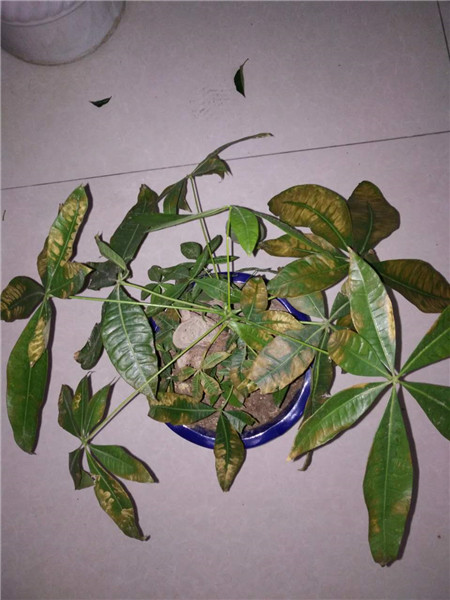 用涼水擦、噴葉片