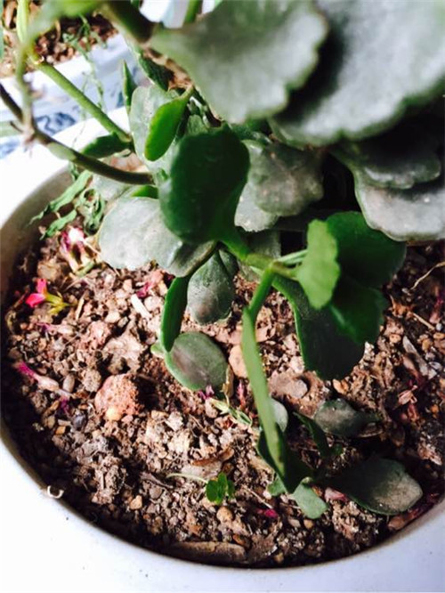 長壽花盆土太干，缺水