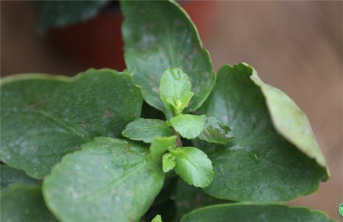 長壽花葉片泛白，白粉病