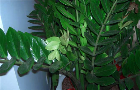 金錢(qián)樹(shù)爛根怎么辦