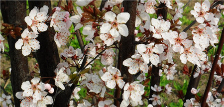 紫葉李常見(jiàn)的蛾類害蟲(chóng)