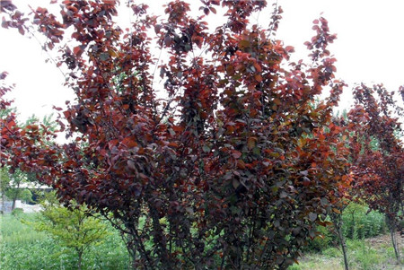 紫葉李常見(jiàn)的草履蚧