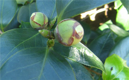 生長土壤不合適