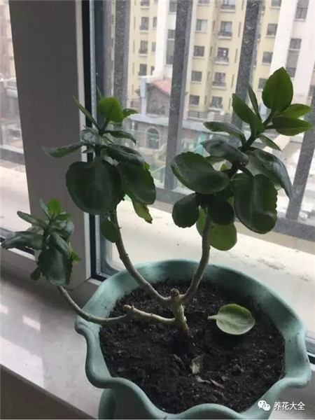 光強水少，干旱