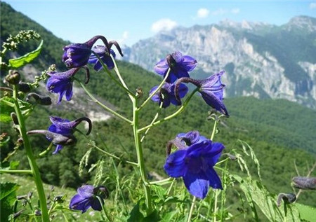 翠雀的蟲害及其防治