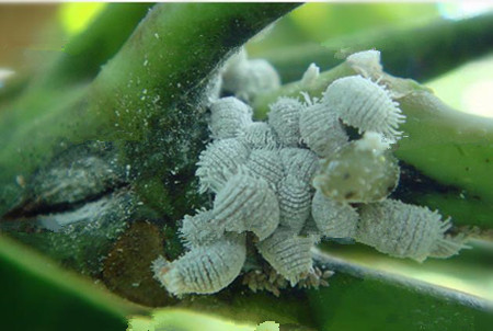 白牡丹的蟲(chóng)害及其防治