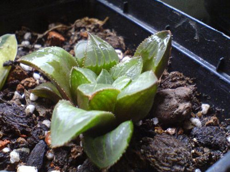 水晶掌葉子腐爛