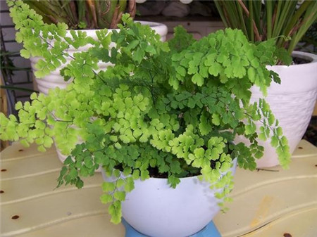 鐵線蕨葉子發(fā)黃之光照過強(qiáng)