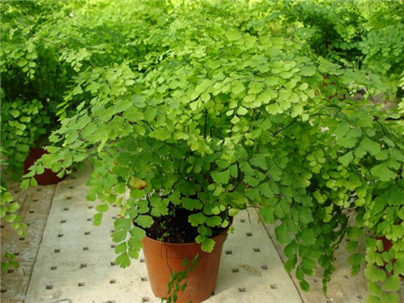 鐵線蕨葉子發(fā)黃土壤不適