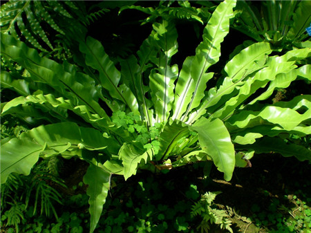 鳥巢蕨葉子發(fā)黃的原因——盆土需更換