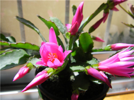 假曇花不開(kāi)花的原因