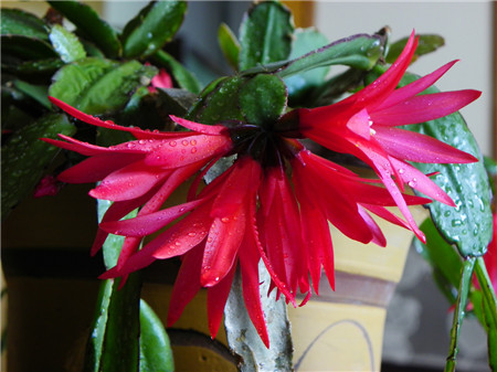 假曇花不開(kāi)花要怎么辦