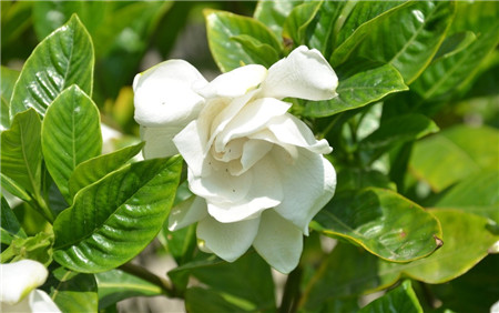 梔子花落蕾——澆水過(guò)多