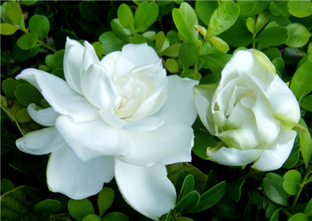 梔子花落蕾——施肥過(guò)多