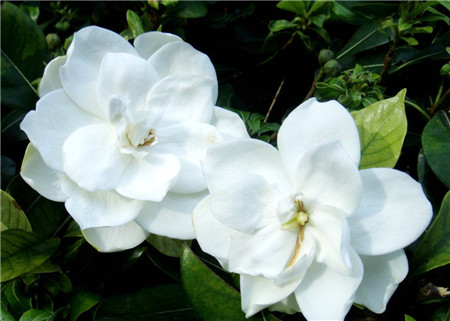 梔子花落蕾——病蟲(chóng)害