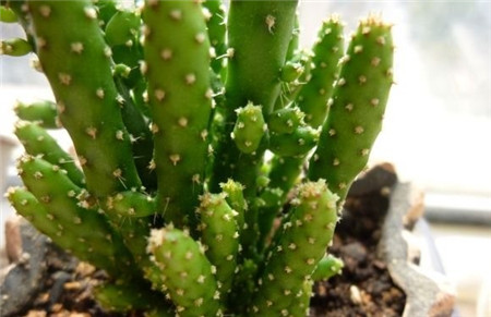 姬珊瑚為什么會(huì)徒長(zhǎng)