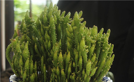 姬珊瑚徒長(zhǎng)怎么辦