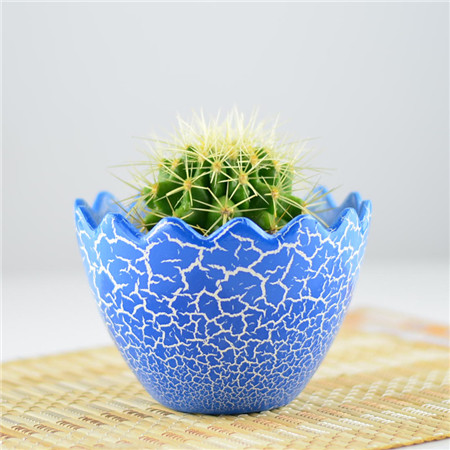 仙人球長歪——植物的生長特性