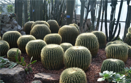 金琥球徒長應(yīng)該怎么辦