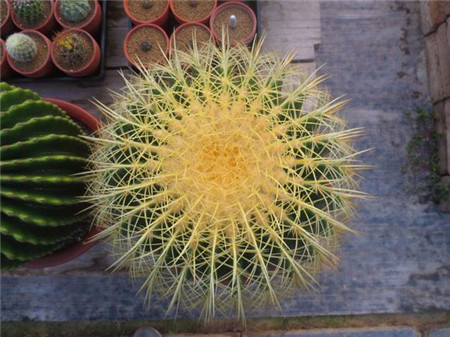 金琥球硬刺變黑——缺水