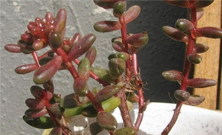 虹之玉徒長(zhǎng)及其解決辦法 在虹之玉的生長(zhǎng)過(guò)程中，需要注意的一個(gè)就是一個(gè)徒長(zhǎng)的問(wèn)題，因?yàn)轲B(yǎng)殖的環(huán)境和操作不當(dāng)，像是光照長(zhǎng)時(shí)間不足或者是澆水施肥關(guān)于頻繁的時(shí)候，都會(huì)導(dǎo)致虹之玉植株徒長(zhǎng)，莖部變得細(xì)長(zhǎng)，并且看起來(lái)十分的虛弱。 在養(yǎng)殖虹之玉的時(shí)候，最好是能合理的澆水，因?yàn)檫m當(dāng)?shù)目刂扑钟兄诒３种晷?。?yáng)光一定要充足，春季和秋季的時(shí)候不需要擔(dān)心曬傷的問(wèn)題，最好是可以放在開(kāi)放式的陽(yáng)臺(tái)或者是窗臺(tái)上，夏季的時(shí)候除了要在光照過(guò)強(qiáng)的時(shí)候進(jìn)行遮陰之外，還需要加強(qiáng)通風(fēng)。 如果虹之玉的植株出現(xiàn)徒長(zhǎng)的現(xiàn)象，可以進(jìn)行砍頭，可以抑制其長(zhǎng)高，