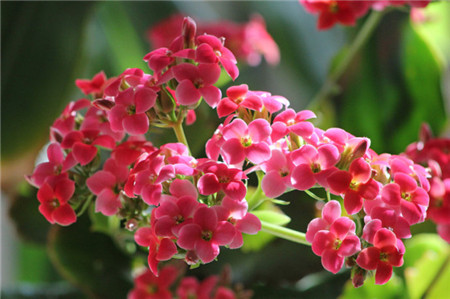 長壽花葉子枯萎是因為水肥過多