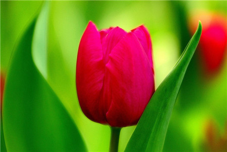 郁金香莖短花小是因?yàn)槠贩N退化