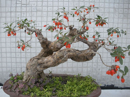 枸杞為什么會(huì)落花落葉落果