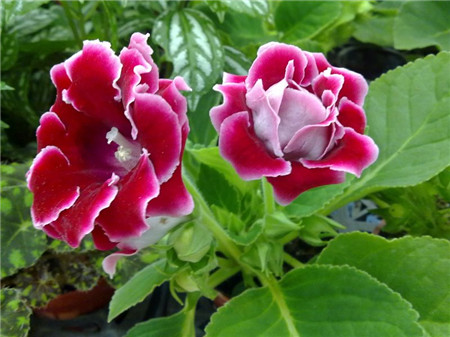 大巖桐爛球了怎么辦