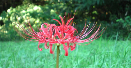 彼岸花什么時(shí)候開花