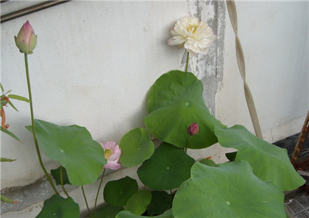 碗蓮不開花是因為光照不足