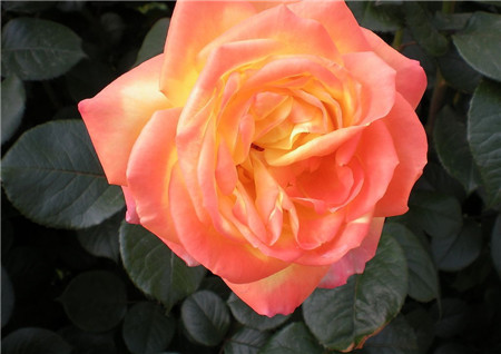 月季花植株徒長(zhǎng)