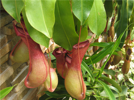 豬籠草籠子正?？菸? border=