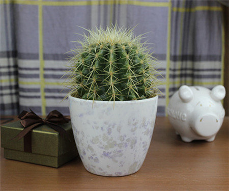 金琥球長不大——缺水