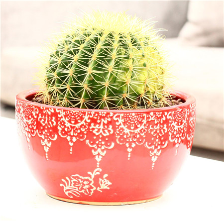 金琥球長不大——養(yǎng)分不夠