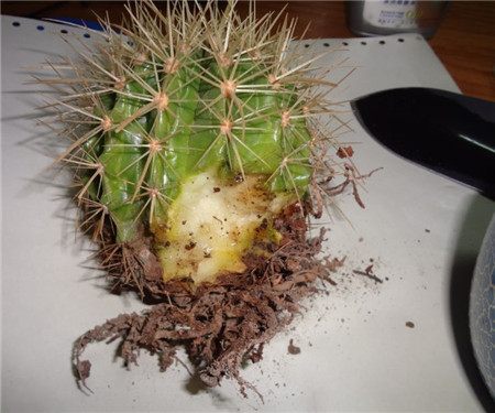 仙人球腐爛——染色導(dǎo)致