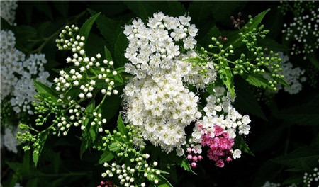 珍珠梅葉子發(fā)黃——濕度過低