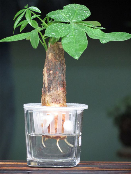 水培發(fā)財樹的水位不要太高
