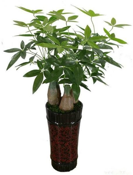 發(fā)財(cái)樹葉子卷曲——陽光