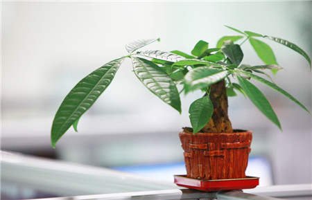 發(fā)財(cái)樹葉子卷曲——空氣干燥