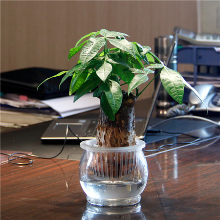 發(fā)財(cái)樹葉子卷曲——盆土缺水