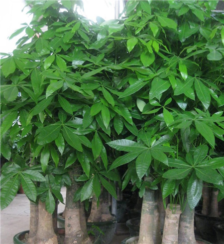 發(fā)財(cái)樹葉子卷曲——缺乏生長元素