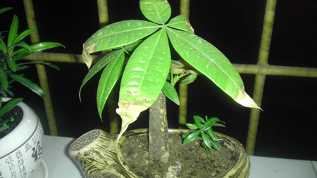 發(fā)財樹凍傷的表現(xiàn)